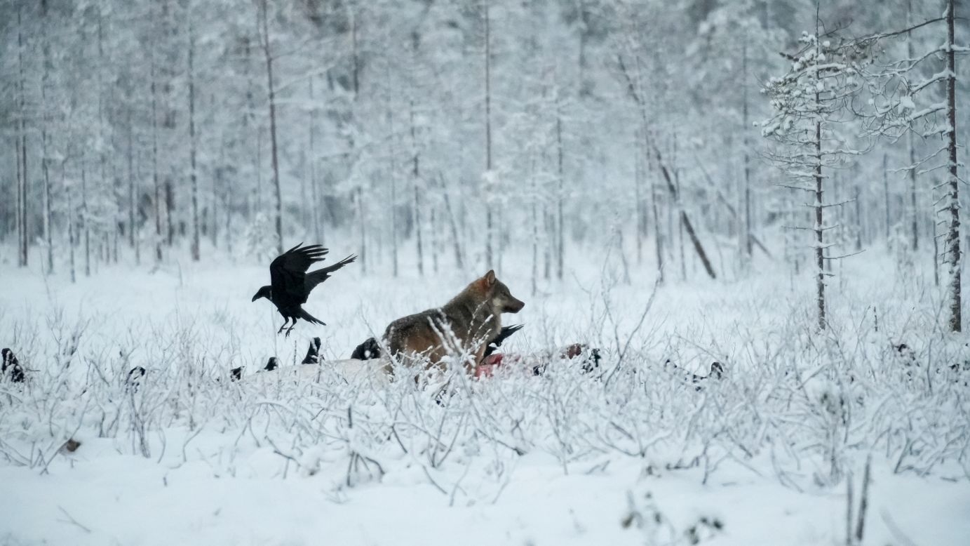 Вълци атакуват реиндери.
