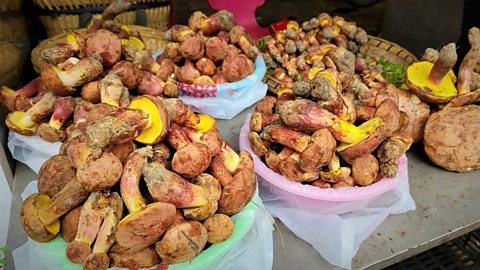 Гъби и халюцинации