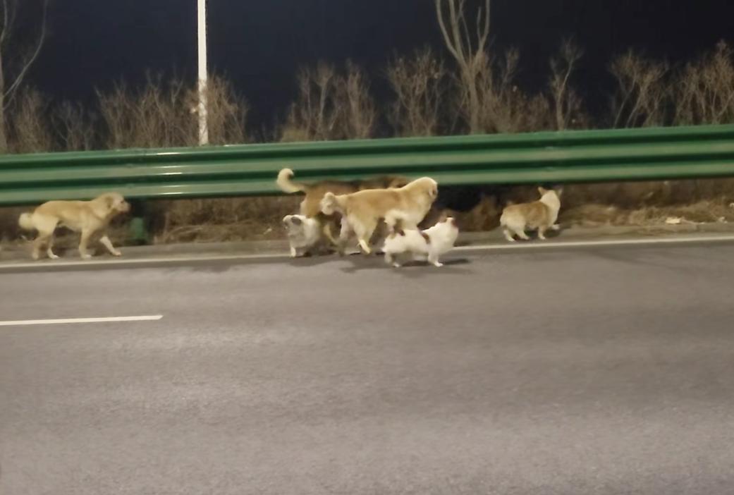 Кучетата от Китай