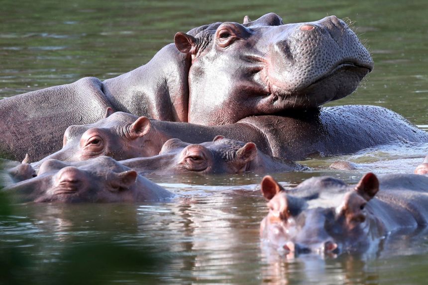 Индийски хипопотами (Indian Hippos)