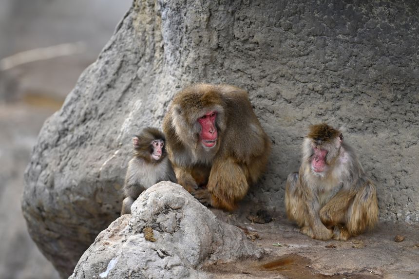 Пуч се адаптира.