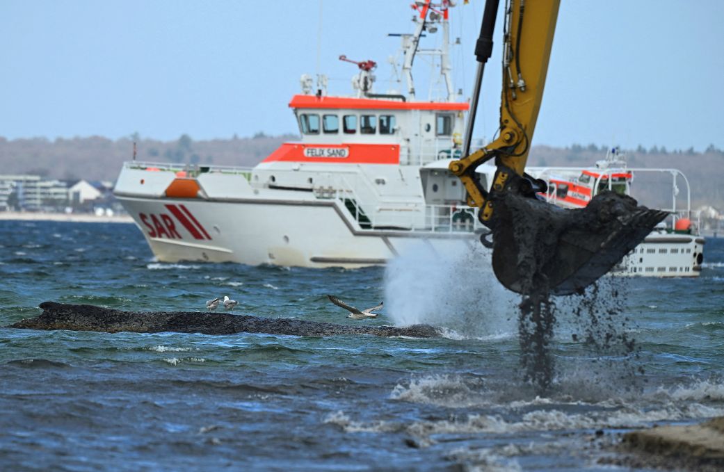 Бял кит в опасност